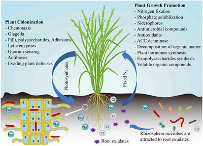 From salty to thriving: plant growth promoting bacteria as nature’s allies in overcoming salinity stress in plants